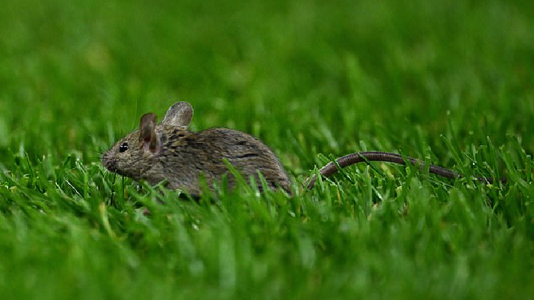 Manchester United Hit By Mice Infestation At Old Trafford 